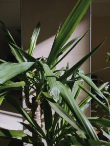 Consejos prácticos para mantener plantas de interior saludables y felices